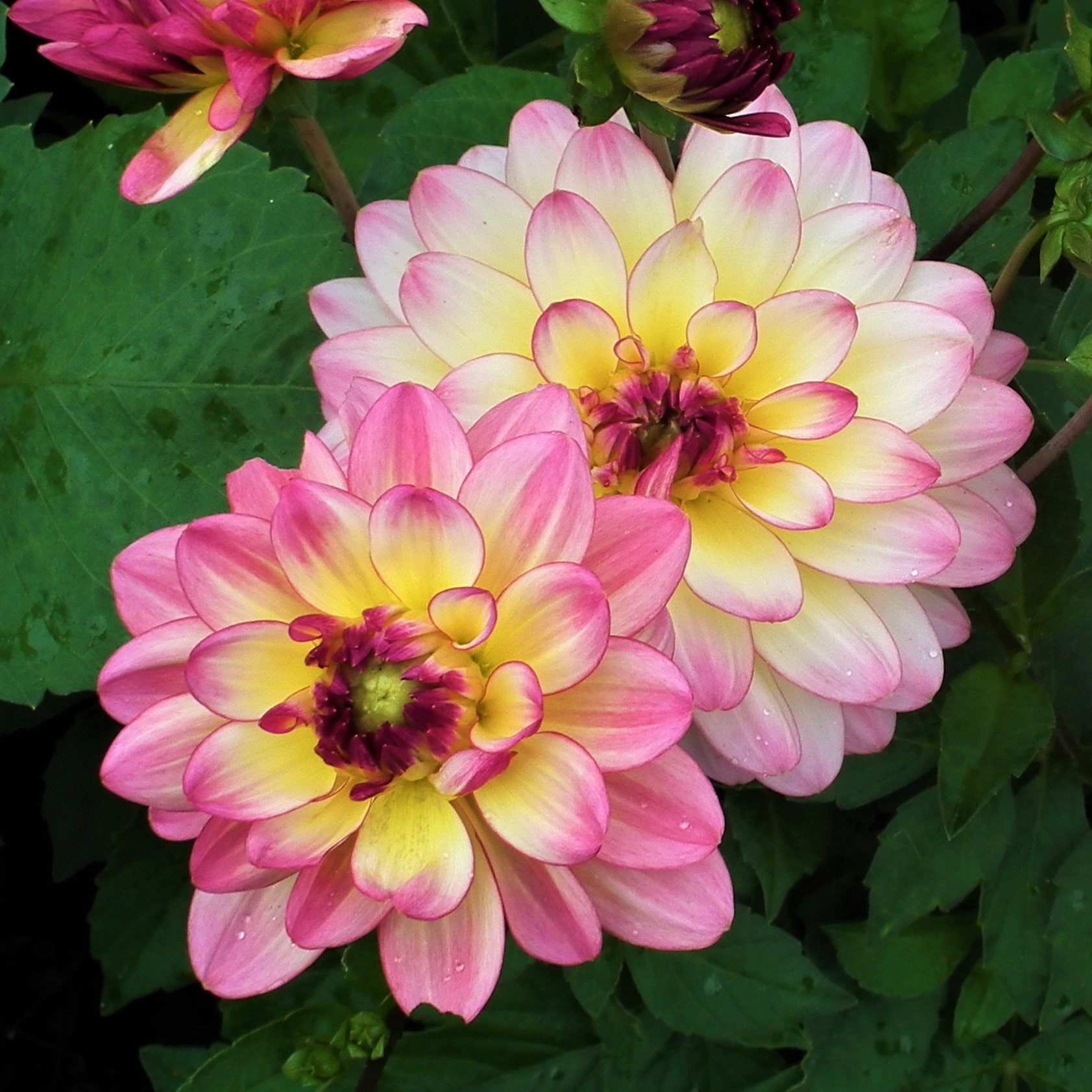 Dahlia Sagitta